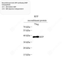 Recombinant Anti-RFP antibody (HRP Conjugated)
