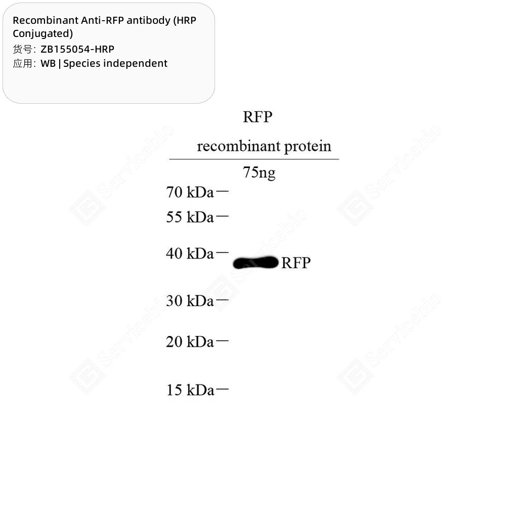 Recombinant Anti-RFP antibody (HRP Conjugated)