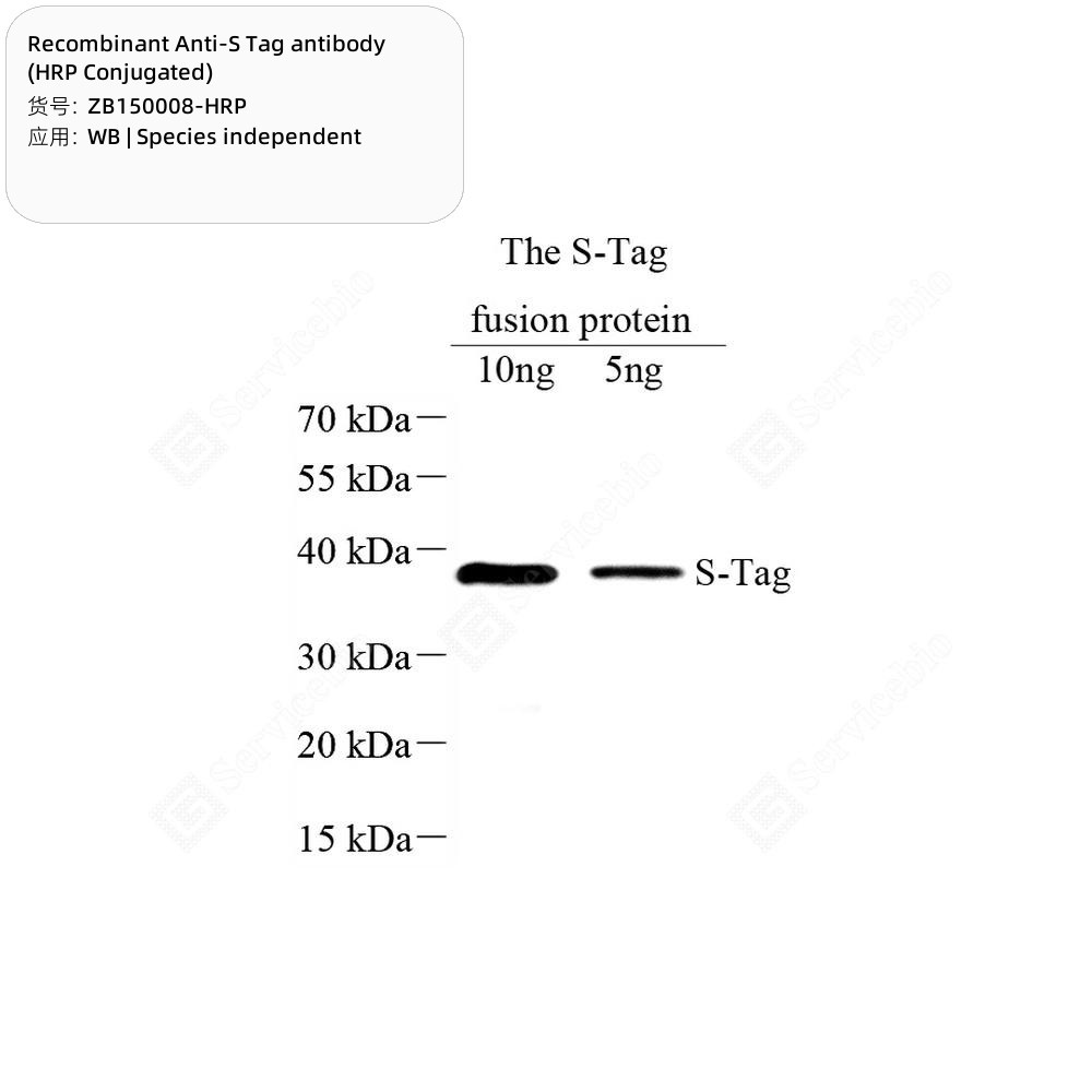 Recombinant Anti-S Tag antibody (HRP Conjugated)
