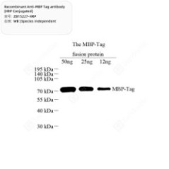 Recombinant Anti-MBP Tag...