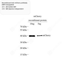 Recombinant Anti-mCherry antibody (HRP Conjugated)