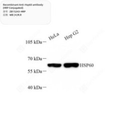 Recombinant Anti-Hsp60...