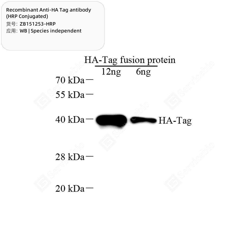 Recombinant Anti-HA Tag antibody (HRP Conjugated)