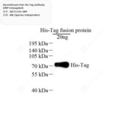 Recombinant Anti-His Tag...