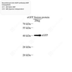 Recombinant Anti-EGFP...