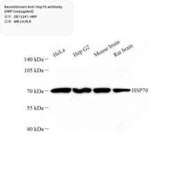 Recombinant Anti-Hsp70 antibody (HRP Conjugated)