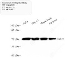 Recombinant Anti-Hsp70...