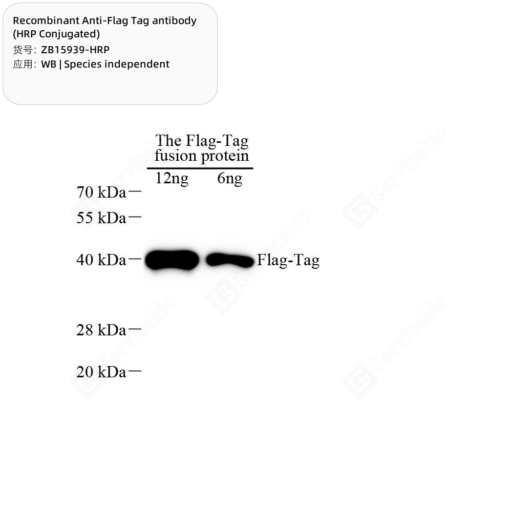 Recombinant Anti-Flag Tag antibody (HRP Conjugated)