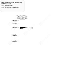 Recombinant Anti-GST Tag antibody (HRP Conjugated)