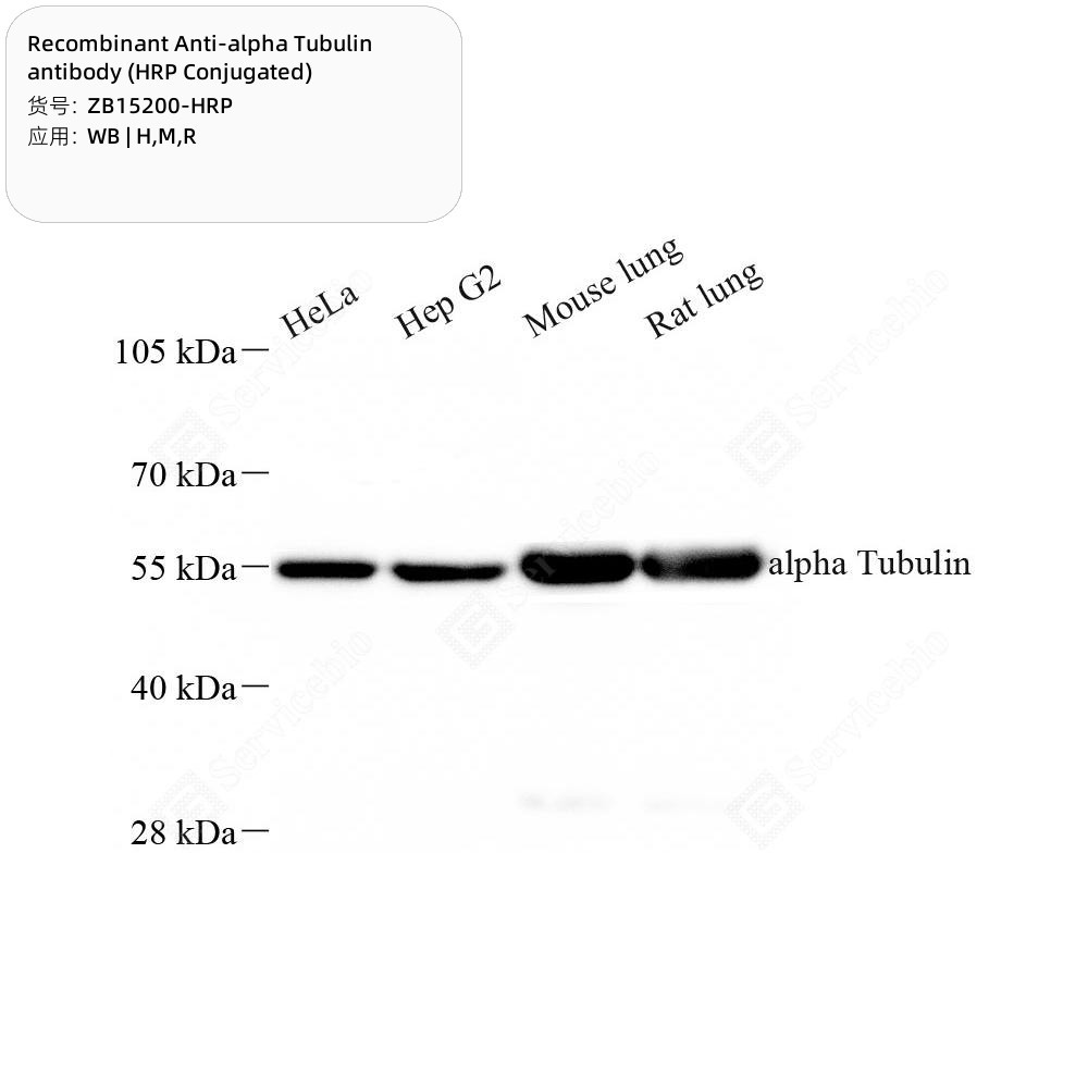 Recombinant Anti-alpha Tubulin antibody (HRP Conjugated)