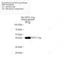 Recombinant Anti-MYC Tag antibody (HRP Conjugated)