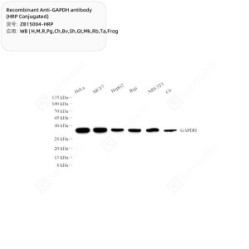 Recombinant Anti-GAPDH antibody (HRP Conjugated)