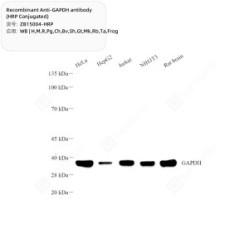 Recombinant Anti-GAPDH antibody (HRP Conjugated)