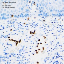 Anti-MMP9 Mouse mAb