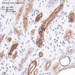 Anti-MUC1/CD227 Rabbit pAb