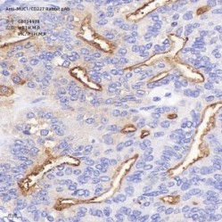 Anti-MUC1/CD227 Rabbit pAb