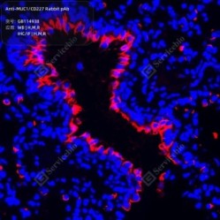 Anti-MUC1/CD227 Rabbit pAb