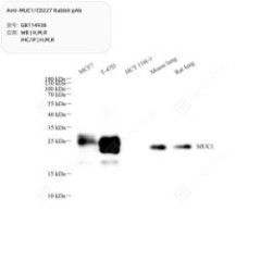 Anti-MUC1/CD227 Rabbit pAb