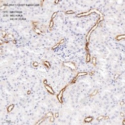Anti-MUC1/CD227 Rabbit pAb