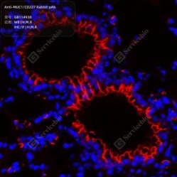 Anti-MUC1/CD227 Rabbit pAb