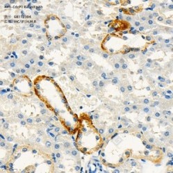 Anti-CdcP1 Rabbit pAb