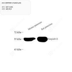Anti-SERPINB12 Rabbit pAb