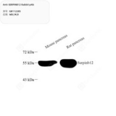 Anti-SERPINB12 Rabbit pAb