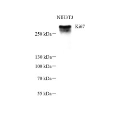 Anti-Ki67 Mouse mAb, Primary Antibody