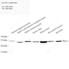 Anti-PD-L1 Rabbit pAb