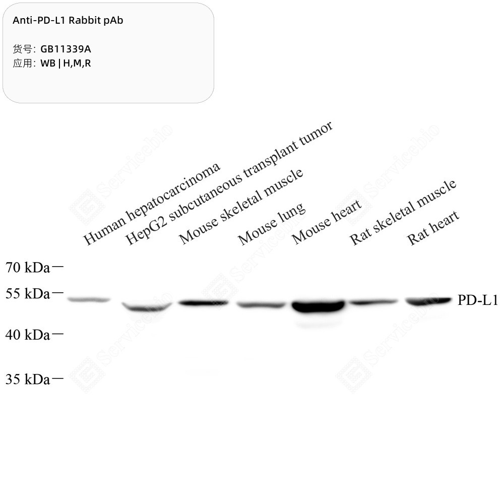 Anti-PD-L1 Rabbit pAb