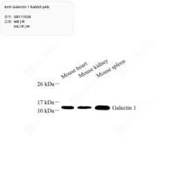 Anti-Galectin 1 Rabbit pAb