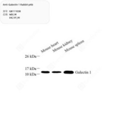 Anti-Galectin 1 Rabbit pAb