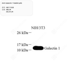 Anti-Galectin 1 Rabbit pAb