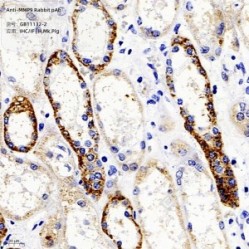 Anti-MMP9 Rabbit pAb