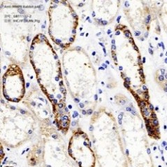Anti-MMP9 Rabbit pAb