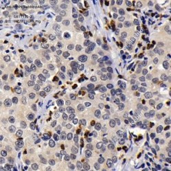 Anti-MMP9 Rabbit pAb
