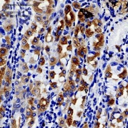 Anti-MMP9 Rabbit pAb