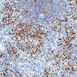 Anti-MMP9 Rabbit pAb
