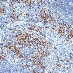 Anti-MMP9 Rabbit pAb