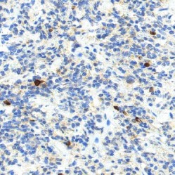 Anti-MMP9 Rabbit pAb