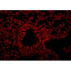 Propidium Iodide