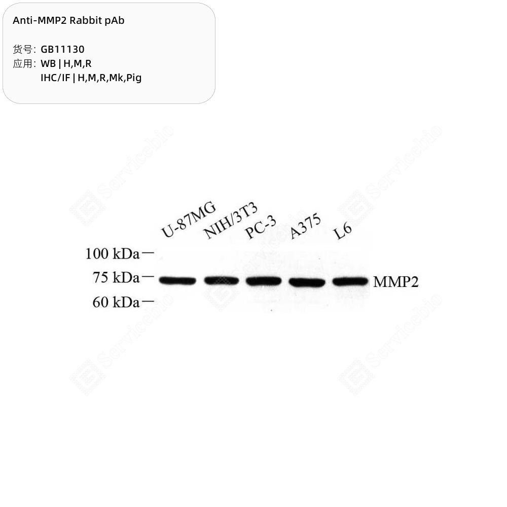 Anti-MMP2 Rabbit pAb