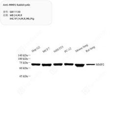 Anti-MMP2 Rabbit pAb