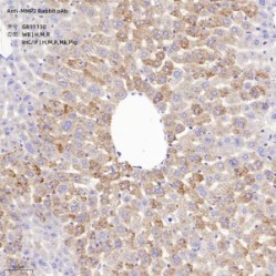 Anti-MMP2 Rabbit pAb