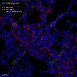 Anti-MMP2 Rabbit pAb