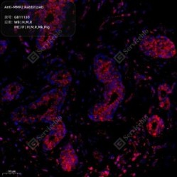 Anti-MMP2 Rabbit pAb