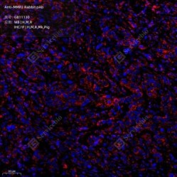 Anti-MMP2 Rabbit pAb