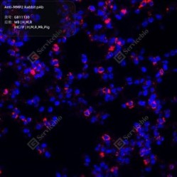 Anti-MMP2 Rabbit pAb