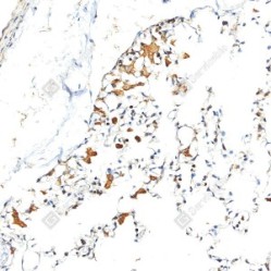 Anti-MMP2 Rabbit pAb