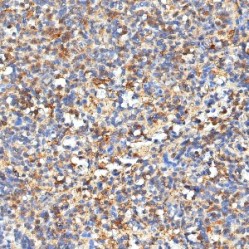 Anti-MMP2 Rabbit pAb